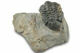 Curled Reedops Trilobite - Atchana, Morocco #312341-3